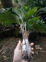 Bibit pohon aren perpohon