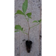 Anak POKOK KETUM AYAM (MDA) tinggal tanam sahaja, pokok ketum ayam trichanthera giganteanama ('mandre de agua')
