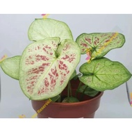 Caladium Thai Hybrid : "Esctecy [Tembikai Susu]"