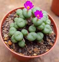 10 เมล็ด (Conophytum) โคโนไฟตัม กระบองเพชร ไม้อวบน้ำ กุหลาบหิน แคคตัส สายพันธุ์ minutum