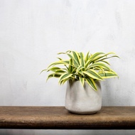 【室內盆栽】百合竹盆栽 觀葉植物 盆栽 植栽 開幕送禮  綠化