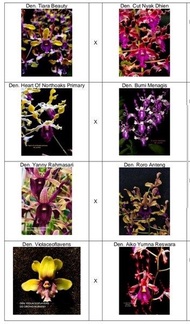 Anggrek Seedling Dendrobium Keriting