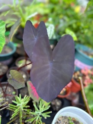 Caladium Colocasia Black Magic Keladi Hitam (Small plant) 黑魔法芋