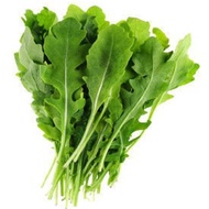 ♞,♘RARE Italian Rocket Lettuce / Arugula Vegetable Salad Seeds ( 1000 seeds ) - Basic Farm House