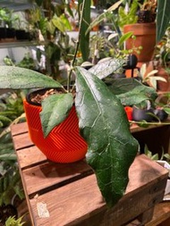 Hoya clemensiorum 克里門毬蘭