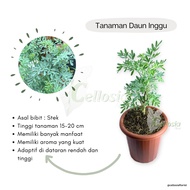 Tanaman inggu