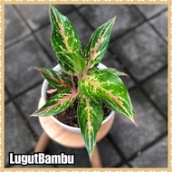 Tanaman hias - tanaman aglonema butterfly - Aglaonema butterfly