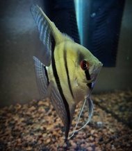 ikan manfish altum peruvian