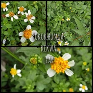 pokok kancing baju/kekwa liar