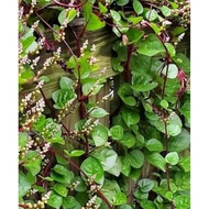 Red Malabar Spinach Cuttings/Keratan Bayam Malabar Merah