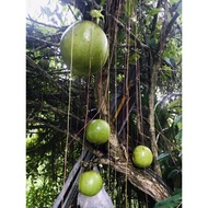 Buah Labu Kayu FRESH dr pokok ikhtiar kesihatan dan sakit kronik / cancer / kencing manis dan lain l