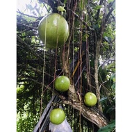 Buah Labu Kayu FRESH dr pokok ikhtiar kesihatan dan sakit kronik / cancer / kencing manis dan lain lain