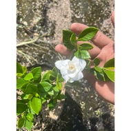Dwarf Rosal flowering plant (ROOTED️)