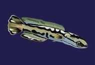 Terlaris!! toman golden import malaysia berkualitas ukuran 5-10 cm