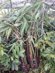 CÂY GIỐNG TRE ĐIỀN TRÚC [ LOẠI TRE TRỒNG LẤY MĂNG Số 1 VIỆT NAM ] [BEST Express]