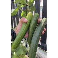 Benih Timun Jepun / Japanese Cucumber