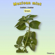 Live Plant – L7 Mexican Mint – Batik & Green Fresh Live Cutting (18cm)