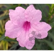 LVP -  Pink Mexican Petunia(ruellia) cutting/ Keratan bunga ruellia merah jambu seeds seed garden ta