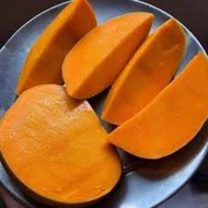 Pokok Mangga Mas Hitam XL Hybrid 3Kaki