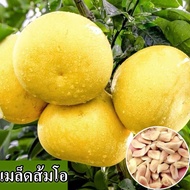 [พร้อมส่ง] เมล็ดพันธุ์ส้มโอที่ปลูกง่าย เมล็ดส้มโอสด 100% บรรจุ 30 เมล็ด เมล็ดส้มโอผสม เมล็ดผลไม้กินได้ เมล็ดพืชผัก พันธุ์ไม้ผล บอนไซ บอนไซ ต้นแคระ ผลไม้อร่อย กระถางต้นไม้ เมล็ดพันธุ์ดอกไม้ ปลูกได้หลายพื้นที่ในประเทศไทย ส้มโอมีคุณค่าทางโภชนาการ