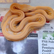 ular full stripe tiger albino lavender retic