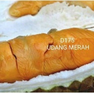 ANAK POKOK DURIAN D175 UDANG MERAH (ANG HEA) KAHWIN