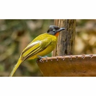 Burung kutilang emas Rawatan