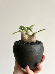 象牙玉 Pachypodium Eburneum 塊根植物