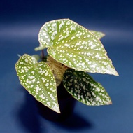 Free Shipping Fuji Mountain Begonia Bamboo Begonia Indoor Green Plant Ornamental Plant Office Deskto