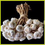 ― ◭ ⚕ ▐ 1kg Medium Native Ilocos Bawang (Bundled per kilo)