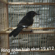 trotol murai batu ring apbn