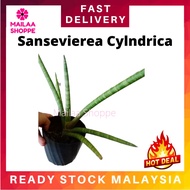 Sansevieria Silver Queen Moonshine Indoor Outdoor Plant Dalam Pasu