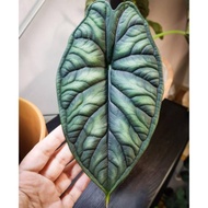 Bonggol Bawah/ Bibit ALOCASIA DRAGON SCALE (KELADI DRAGON) Siap Tanam