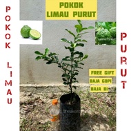 ANAK POKOK LIMAU PURUT (HYBRID) THAI MURAH / LIMAU PURUT HYBRID