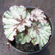 Begonia Rex Silver Merah