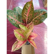 GLE -717 Tiara - Tanaman Hias Aglonema / Aglaonema