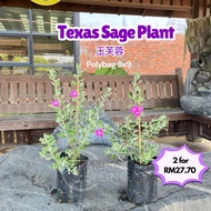 TKL - Outdoor Plant Texas Sage / Leucophyllum frutescens (Polybag 9x9) 室外红花玉芙蓉