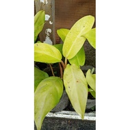 ♞PHILODENDRON ORLANDO (Lemon Lime)Philodendron hederaceum Lemon