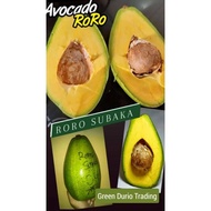 ANAK POKOK AVOCADO RORO & SAB 034 ALPUKAT