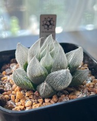 💎限時優惠💎   獨一無二❗️ 《實生毛玉露：扮植物嘅九尾狐》多肉植物 風水植物 禮物 水晶 象牙宮 盆栽