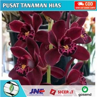 Anggrek Cymbidium Ensifolium