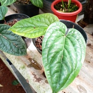 anthurium radicans / anthurium sirih