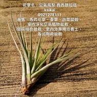 空氣鳳梨：費西鼓拉塔/地球最強植物/不需土壤超好種植