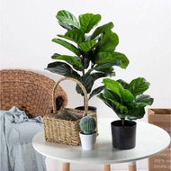 [READY STOCK] Fiddle Fig Artificial Plant
