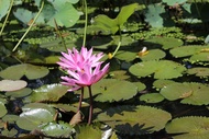 Bibit Bunga Teratai Lotus 1 Pcs Teratai Air Bibit Teratai