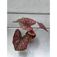 Caladium Darth Maul [ LIVE Indoor Plant ] [ Desk Plant ] [ Centerpiece Plant ]