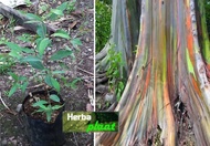 Bibit Pohon Rainbow Eucalyptus/ Pohon Pelangi/Eucalyptus Deglupta