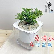 【小品文化】晶鑽羅漢松【現貨】4吋透明懶人盆栽 加水更方便 觀葉植物 室內植物 自動吸水 水培 花盆 居家辦公盆花 種