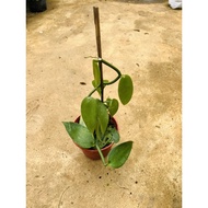 Anak Pokok Vanilla / Vanilla Panifolia / Flat-leaved Vanilla Plant