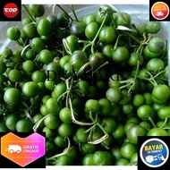 BUAH LENCA SEGAR leunca segar 1kg